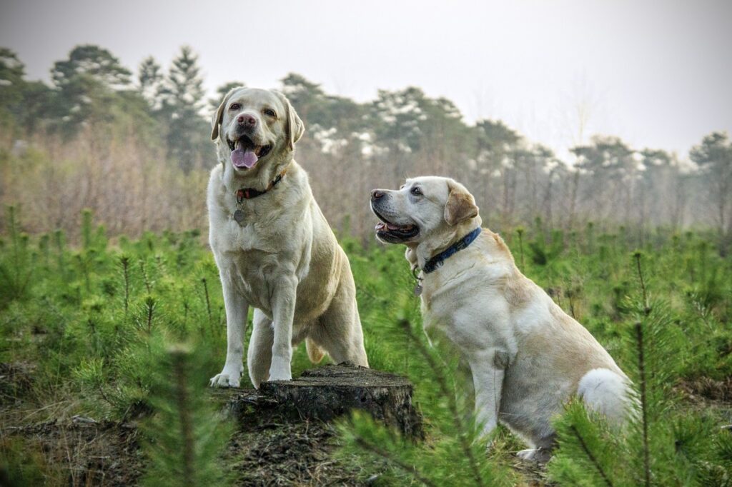 labrador, race, dogs-805838.jpg